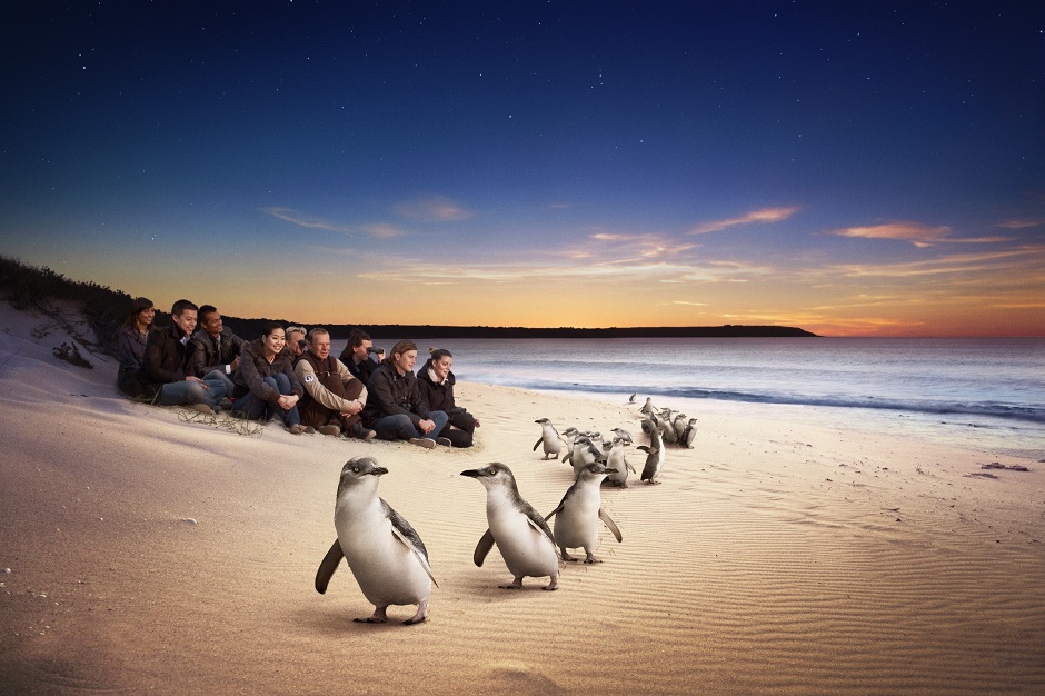 オーストラリア フィリップ島 ペンギン
