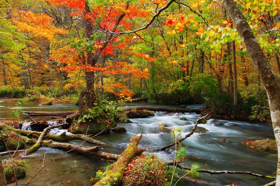 紅葉が美しい！秋の青森県・奥入瀬渓流観光をより楽しむ5つのポイント