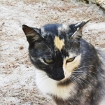 【10位:スペインフォルメンテーラ島】 スペイン、バレアレス諸島の島。 クラブミュージックの聖地として人気のイビサ島から南に約6km、フェリーで30分程度の距離にある島で、地中海最後の楽園と呼ばれています。 イビサ島から船でのみ行く事ができる静かな島で、透明度が高い海が魅力のこの島にもたくさんの猫が住みつくスポットが!