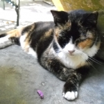 【9位:アメリカ・ヘミングウェイ博物館】 アメリカ・フロリダ州の最南端 キーウェストに、ヘミングウェイが執筆活動をしていたヘミングウェイの家(=博物館)があります。 ヘミングウェイが6本指の猫を、ある船の船長より譲り受け「幸運を呼ぶ猫」として愛していたそうです。 現在、その6本指の猫の子孫が50匹ほど暮らしており、その約半分は6本指だそうです。