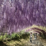 【9位：福岡県・河内藤園の藤】