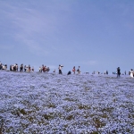 【5位：山梨県・富士芝桜祭】