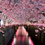 【8位：東京都・目黒川の桜】