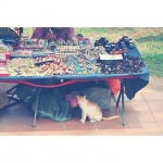 @crittersekki さん　撮影 さっそくお気に入り投稿しちゃいます(*´∀｀) #マレーシア#かわいいねこ旅#malaysia