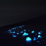 【10位：富山県・ホタルイカの身投げ】