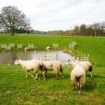 【8位：イギリス・湖水地方】 美しい山々と湖が広がる、イングランド北西部の湖水地方。詩人や芸術家に愛された、牧草地広がるのどかな風景で羽を伸ばしてリフレッシュしましょう。 名物料理：カンブリアソーセージ 出没（名物）動物：ハードウィック 遊泳：不可 公用語：英語 通貨：ポンド