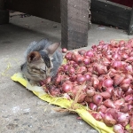 @greeneggmini　さん撮影 「小さな見張り番 #トラベル#スリランカ #nowtravel #srilanka #市場#かわいいねこ旅」