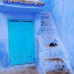 @sam_36　さん　撮影 「犬派だったわたしが気づいたらインスタでネコ写真にいいね押しまくってたりとか、あるいは好きな色は緑って言ってたのに持ち物の大半が青だったりするこれは、たぶんモロッコ病の症状なのです。」