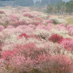 【Instagaramより　tabi_memoさん/三重・いなべ市】 #かわいい旅 #三重 #みなべ市農業公園 #梅 #梅まつり #eosm10_spring