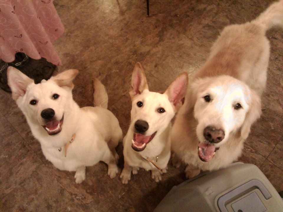 11203172_854909534580333_1937051512040595406_n