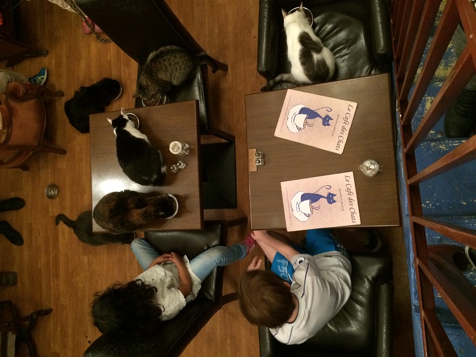 【現地スタッフ体験レポート】マンハッタン初の猫カフェに潜入してきた！