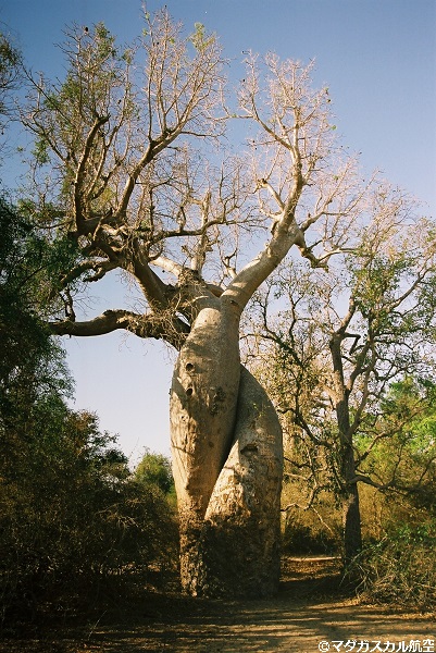 06-01moq%e6%84%9b%e3%81%97%e5%90%88%e3%81%86%ef%be%8a%ef%be%9e%ef%bd%b5%ef%be%8a%ef%be%9e%ef%be%8c%ef%be%9e_%e3%83%9e%e3%83%80%e3%82%ac%e3%82%b9%e3%82%ab%e3%83%ab%e8%88%aa%e7%a9%ba