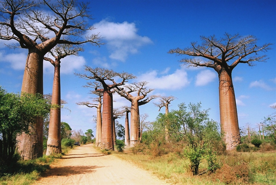 ここはどこ？！まるで異世界！不思議な形の木バオバブが立ち並ぶ神秘の島