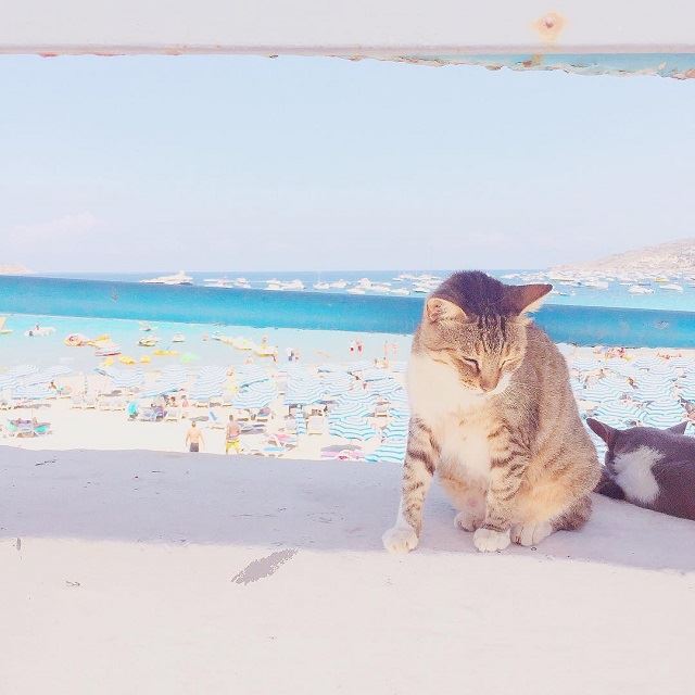 旅好きが選ぶ！行ってよかった「ねこ旅の世界9選！」