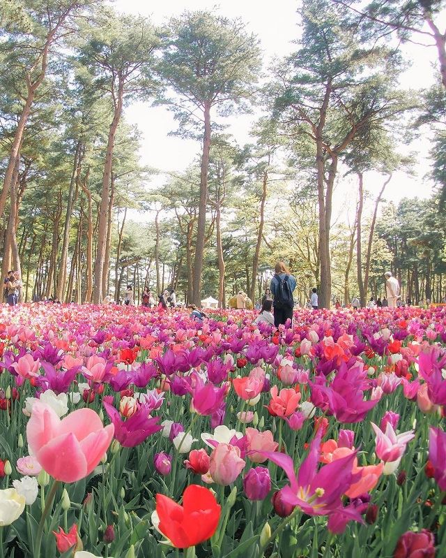 旅好きみんなの「2017年4月の国内旅行」を大公開！みんなはどこに行ったの？