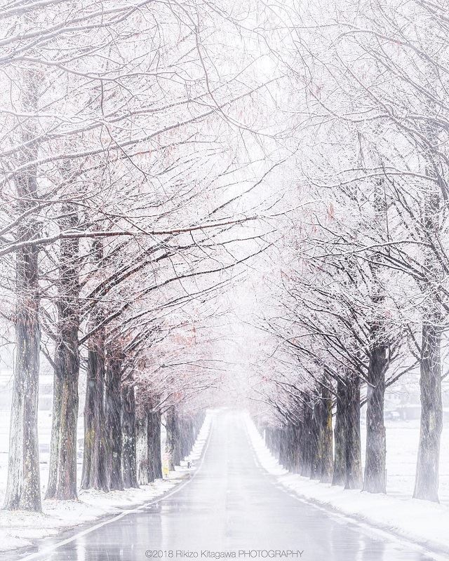 メタセコイア並木