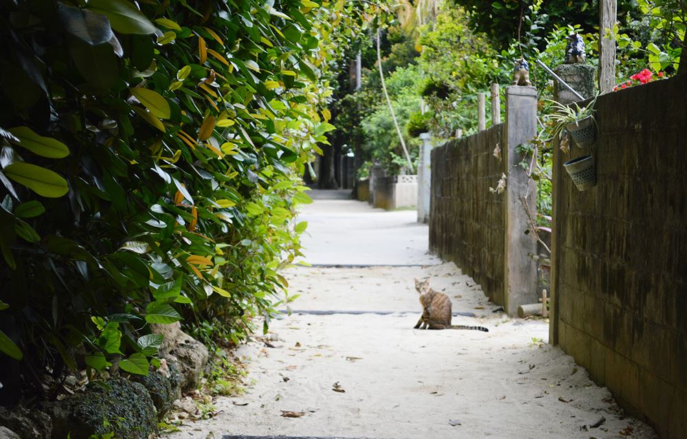2泊3日で沖縄一周！泳がない季節の沖縄の楽しみ方をご紹介！