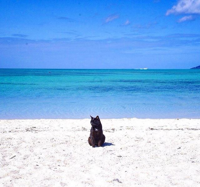 旅好きが選ぶ！世界の猫旅スポット9選！