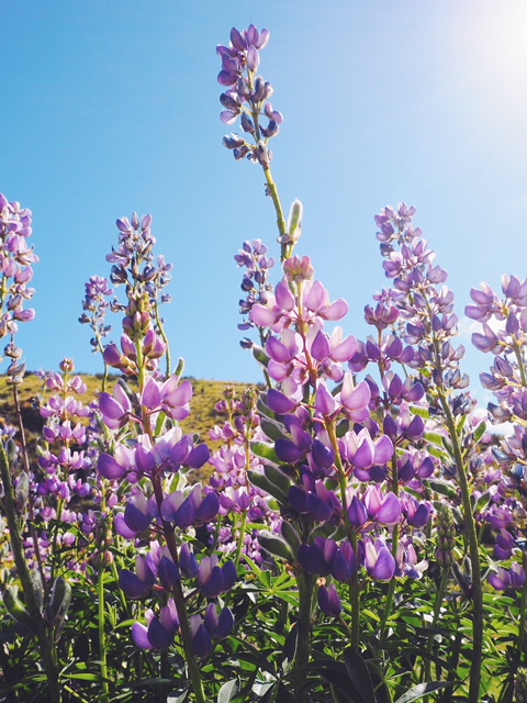 ニュージーランド テカポ湖