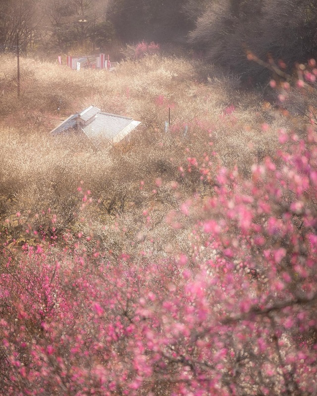 筑波山梅まつり