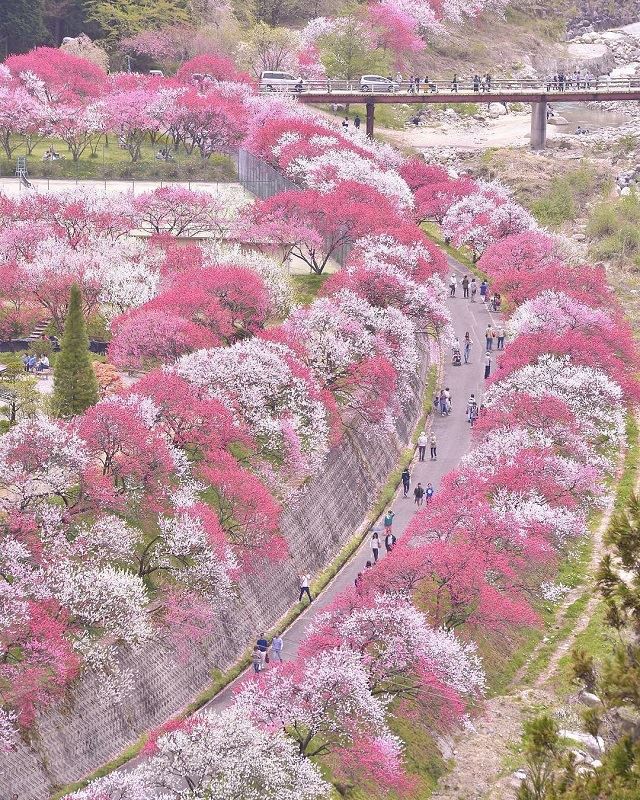 旅好きが選ぶ！春を感じる♪ピンクの絶景スポット9選！