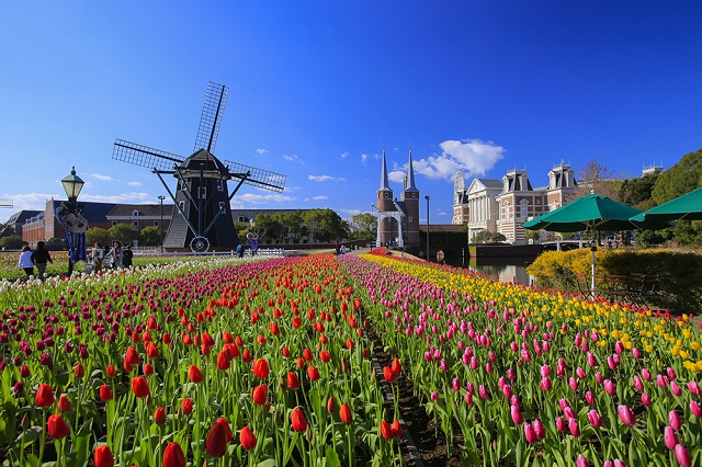 チューリップウォール チューリップウォール