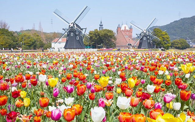チューリップ祭 チューリップ祭
