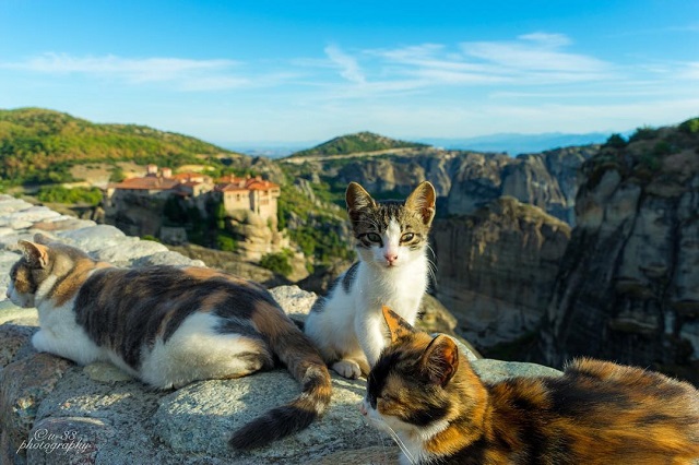 【2019年版】旅好きが選んだ！「行ってよかった♪海外の猫スポット9選」