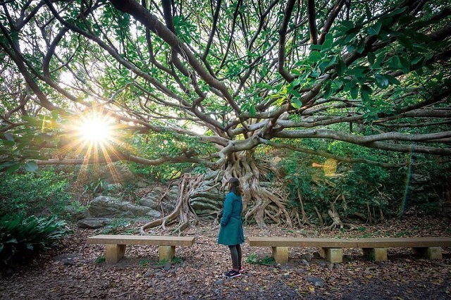 去年はみんなどこに行ったの？ <br>旅好きみんなの2019年3月の国内旅行を公開！