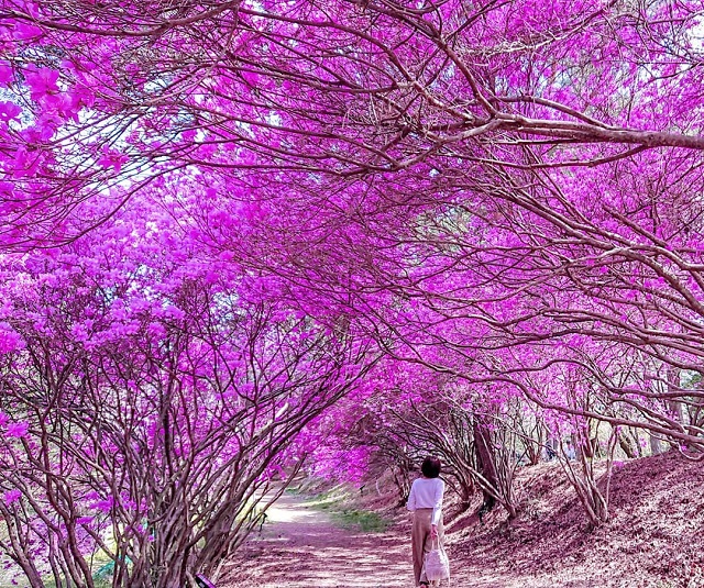 去年はみんなどこに行ったの？ <br>旅好きみんなの2019年4月の国内旅行を公開！