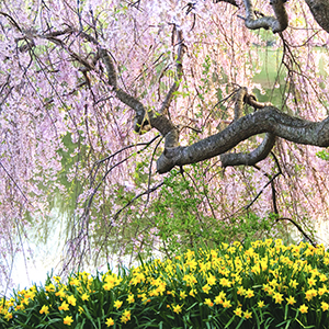みんなの4月の旅写真大募集！