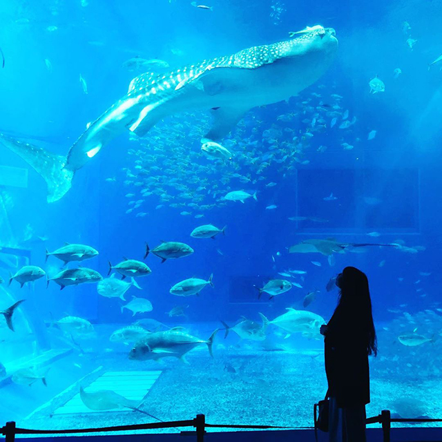 美ら海水族館
