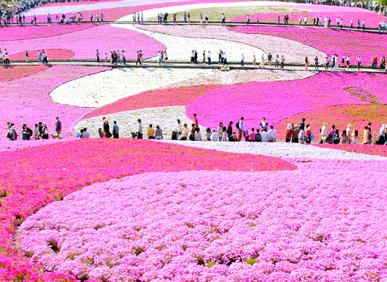 春 ならでは 日本の絶景10選 日本ならではの景色をご紹介