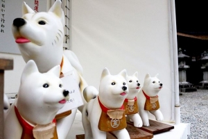 金刀比羅宮 本宮 こんぴら狗おみくじ