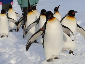 北海道 旭山動物園 ペンギンの散歩