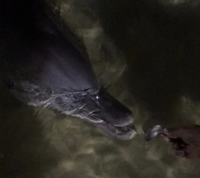 オーストラリア モートン島　野生のイルカに餌付け