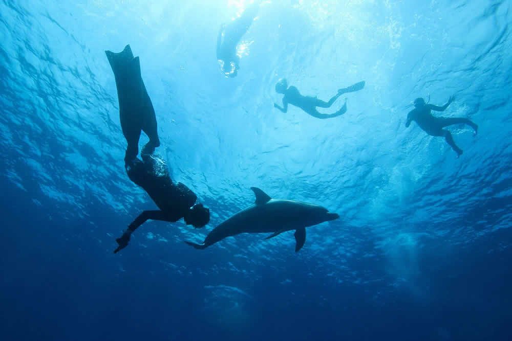 まるで人魚になった気分！野生のイルカと泳ぐ小笠原のドルフィンスイム