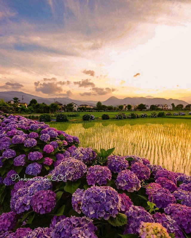 旅好きが選ぶ 紫陽花の絶景スポット9選